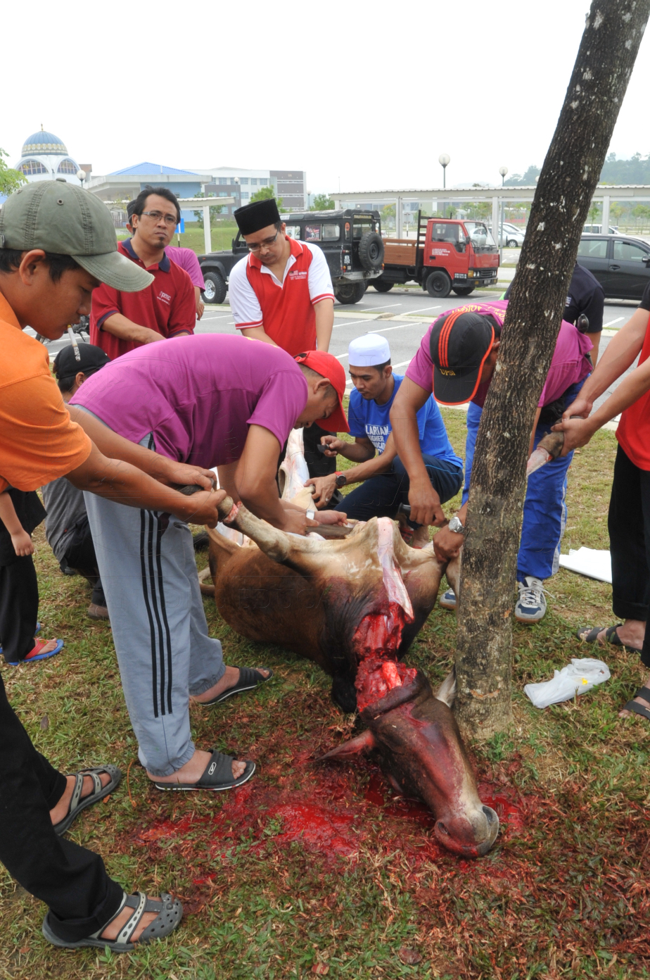 PRO15 150 KORBAN HAS 6810